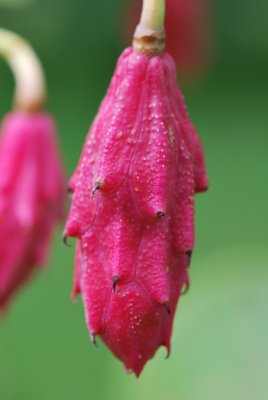 Magnoli Wilsonii - šácholan Wilsonův - plod (šách)